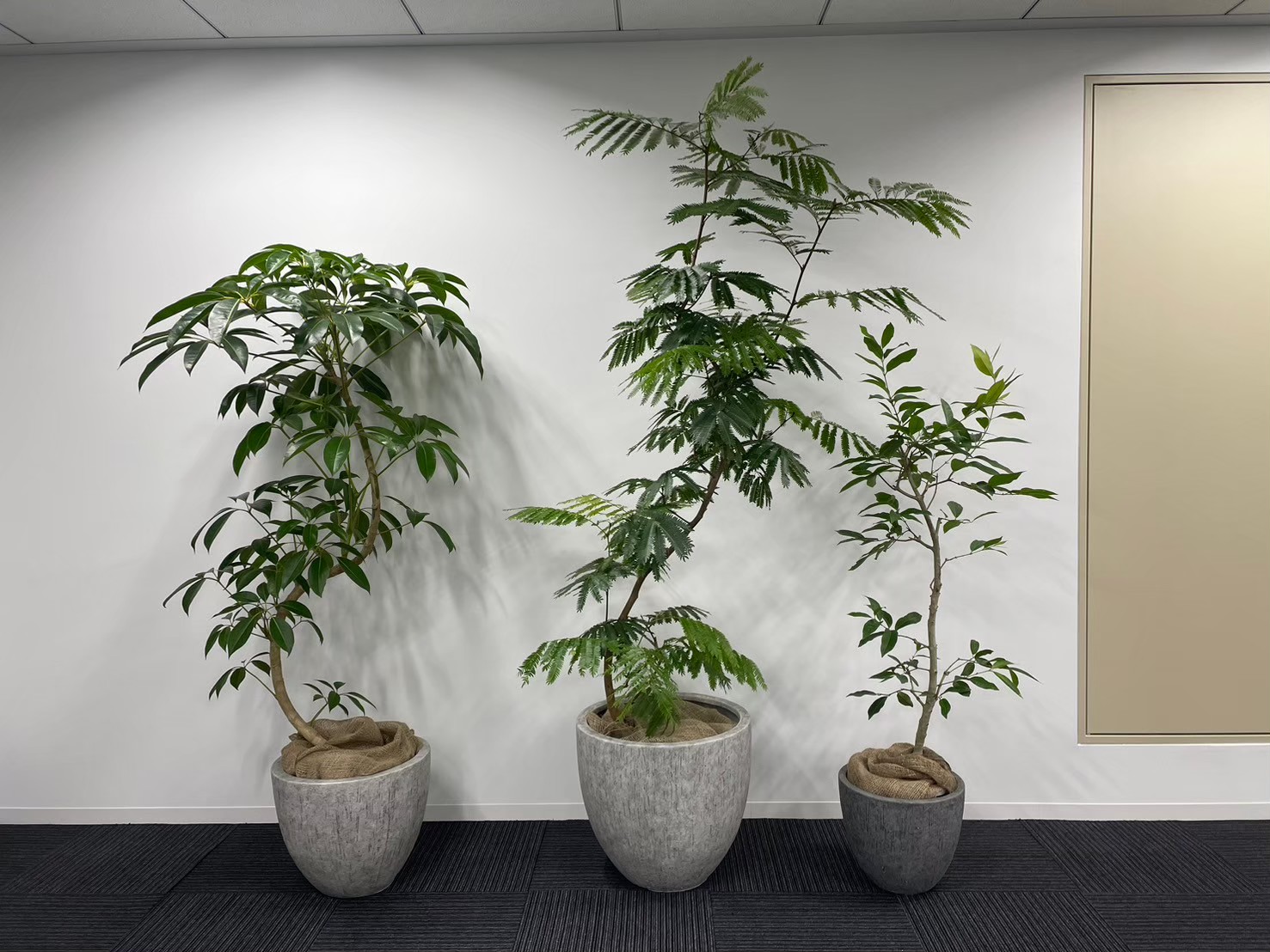 癒やし効果だけでなく、目隠しの役割も期待できる大型の観葉植物